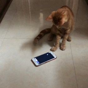 猫のゲームアプリの画像