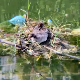 カメにつまずく！？カイツブリの画像
