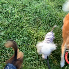 9月17日10わんこと1時間遠足  代々木公園の画像