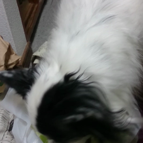 ガサゴソ　わんわんわんの日　【2019】の画像