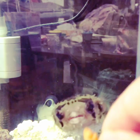 ハリセンボンのクリル食の画像