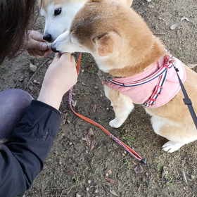 ちゅ～るの画像