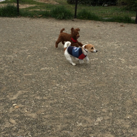 思いの外楽しかった❤️サービスエリアのドッグラン（動画集）の画像