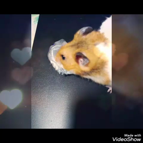 今日は求婚の日、ちゃきちビデオ撮れましたの画像