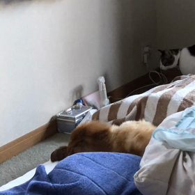 2018.5.4 放射線治療まで、後、4日の画像