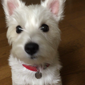 ボールだよ。の画像