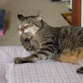 乳ガン遺伝子検査の説明の画像