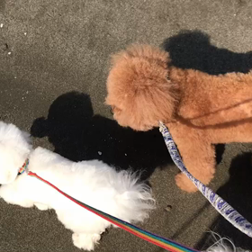 ♪お散歩動画♪お台場海浜公園♪の画像