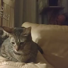 クリスマスイブですねの画像