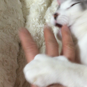 怒られましたの画像