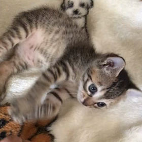 朝から跳ねるの画像