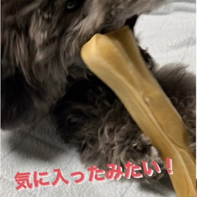 宇野樹君インスタストーリーより　日本のEmmaちゃんとスイスのトロちゃんの画像