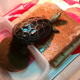 食後の○○○の画像