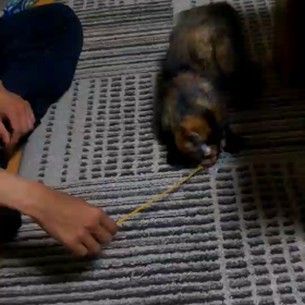 花火ちゃん、椿ちゃん正式譲渡のご連絡の画像