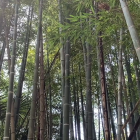 “自然と音遊び” プロジェクト vol.087！の画像