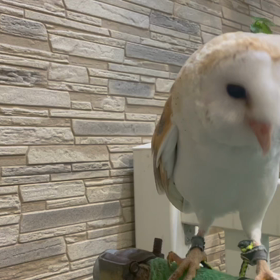 プロダクションの日常(メンフクロウのお食事)の画像