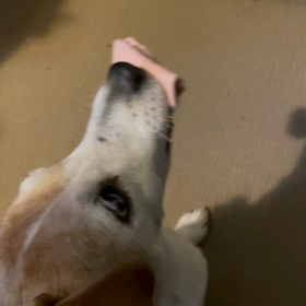 ロックダウンのナマケモノの画像