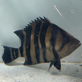 ダトニオ動画！！の画像