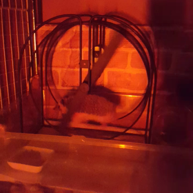 久しぶりの爆走すなおの画像