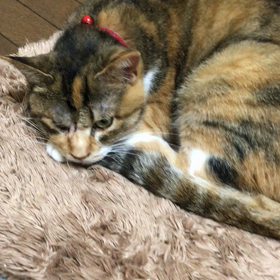 華音ちゃんもリラックスの画像