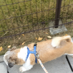 今日のお散歩前半と後半と抱っこになる前の画像