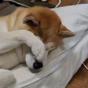 ねむたいよう。の画像