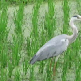 すぎぴたんの事件簿シーズン3　348話（田んぼの中のアオサギ）の画像