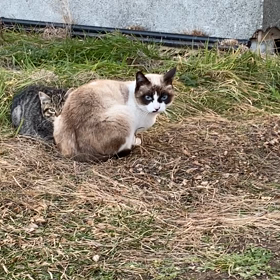 ーネズミ嫌い閲覧注意ーの画像