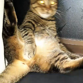 猫の日に初動画の画像