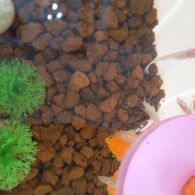 雪❄どけメダ活の画像