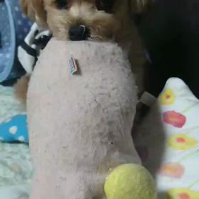 ボケボケ１０月の画像