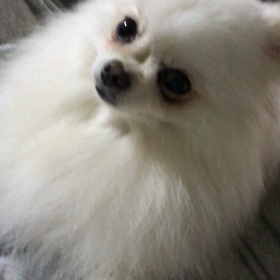 今日は犬の日の画像