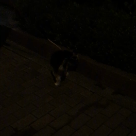 世知辛い  (;><)oの画像