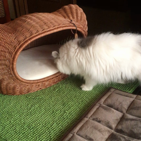 おはよう（ ;  ; ）の画像