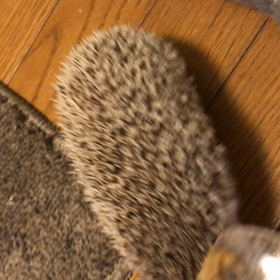 久しぶりの部屋んぽの画像