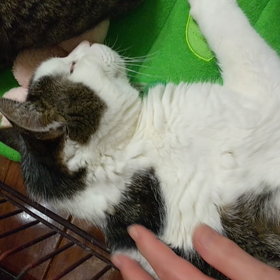 トムのカキカキ(・・;φの画像