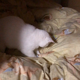 荒れる   らったんの画像