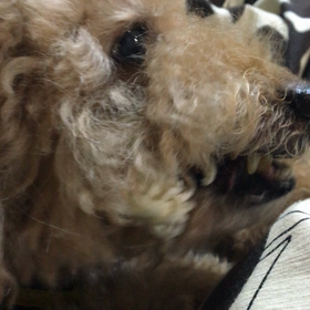 朝のガムの画像