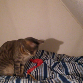 どちらが本命かの画像