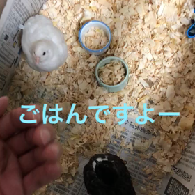 神のアープーリーの画像