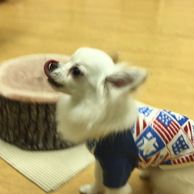 オヤツがなくてもやっれっ。の画像