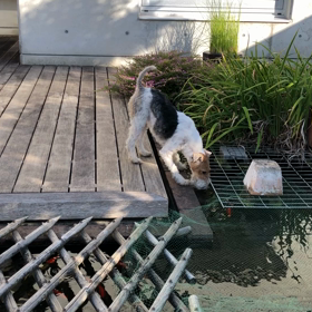 池の水は甘い！？の画像