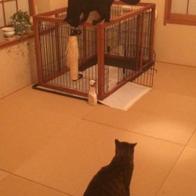 女子は強いの画像