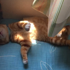 カヌレくんのお昼寝の画像