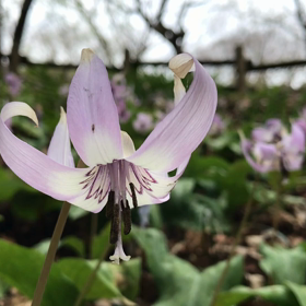 カタクリの画像