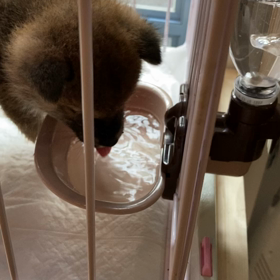 目の不自由な柴犬ベイビーくんの画像
