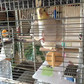 さくら、元気です！！の画像