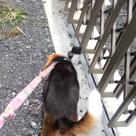 雨が降る前に散歩の画像