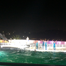 イルカショーの画像