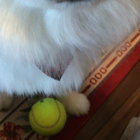 犬はいとも簡単に人を骨抜きにするの画像